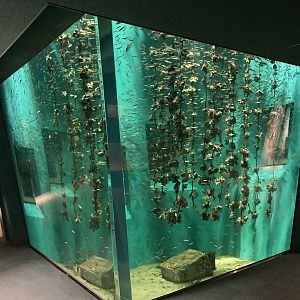 Oyster farm exhibit for anchovies