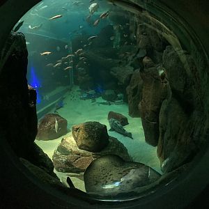 Grouper and ray tank from viewing bubble