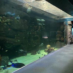 Grouper and ray tank