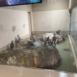 Penguin exhibit