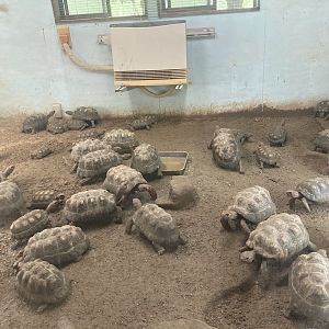 Red footed tortoise exhibit