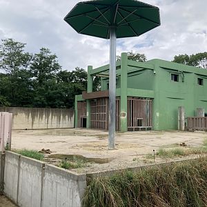 Bull African forest elephant exhibit