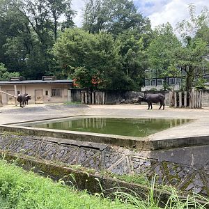 Cape buffalo enclosure