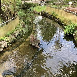 Giant salamander stream