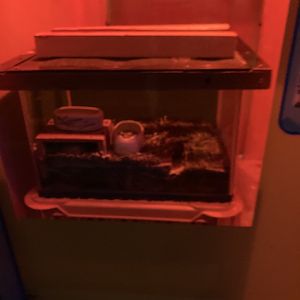 Typical mouse exhibit