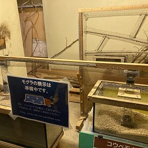 Japanese mole exhibit