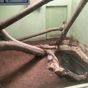 Burmese python exhibit