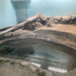 Dwarf crocodile exhibit