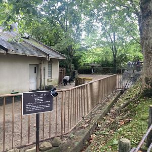 Malayan tapir paddock