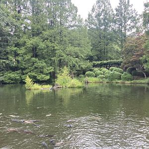 Koi pond