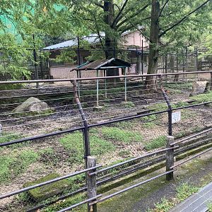 Reeves’ muntjac enclosure