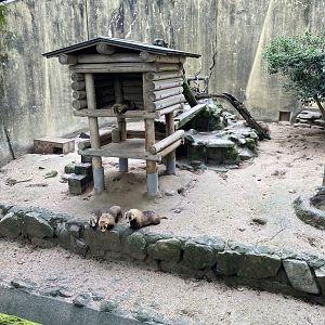 Japanese badger exhibit