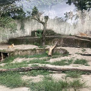 Lion exhibit