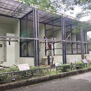 Mandrill and guenon cages