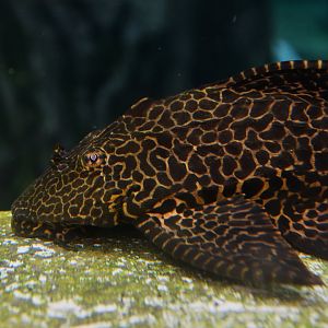 Hypostomus plecostomus