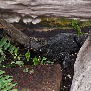 Osteolaemus tetraspis