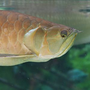 Osteoglossum bicirrhosum