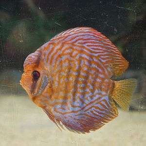 Symphysodon aequifasciatus