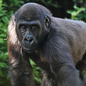 Western gorilla Gorilla gorilla