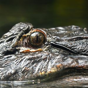 Alligator mississippienssis