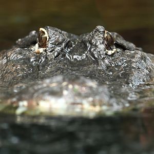 Alligator mississippienssis