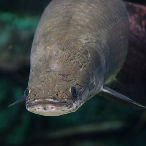 Arapaima gigas