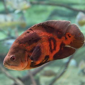 Astronotus ocellatus