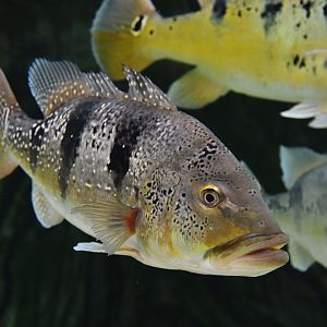 Cichla kleberi
