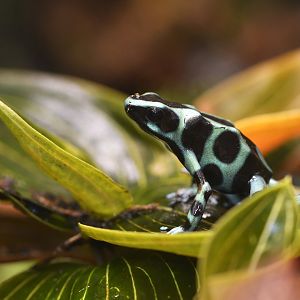 Dendrobates auratus