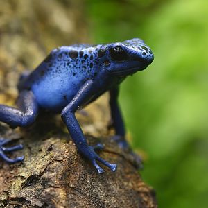 Dendrobates tinctorius