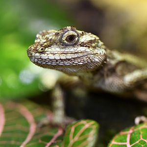 Diploderma splendidum