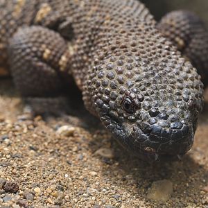 Heloderma horridum