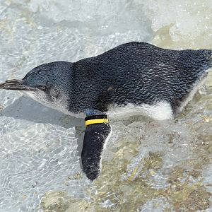 Australian little penguin (Eudyptula novaehollandiae)