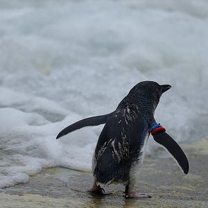 Australian little penguin (Eudyptula novaehollandiae)
