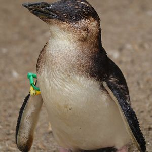 Australian little penguin (Eudyptula novaehollandiae)