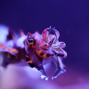 Flamboyant Cuttlefish (Metasepia pfefferi)