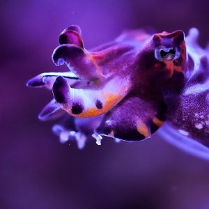 Flamboyant Cuttlefish (Metasepia pfefferi)
