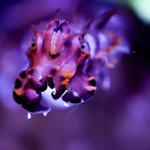 Flamboyant Cuttlefish (Metasepia pfefferi)
