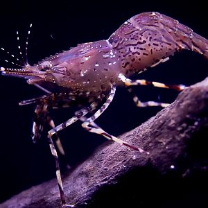 Coonstripe Shrimp (Pandalus hypsinotus)