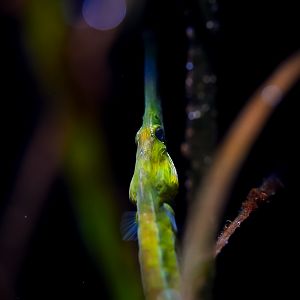 Bay Pipefish (Syngnathus leptorhynchus)