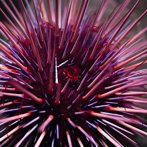 Purple Spine Urchin (Strongylocentrotus purpuratus)