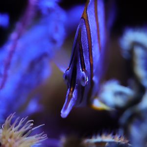 Copperband Butterfly (Chelmon rostratus)
