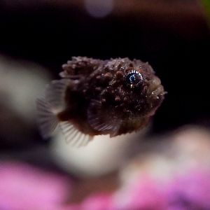 Pacific Sping Lumpsucker (Eumicrotremus orbis)