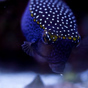 Blue Boxfish (Male) (Ostracion meleagris)