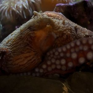 Queso the GPO (Giant Pacific Octopus)