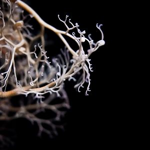 Basket Star (Gorgonocephalus eucnemis)
