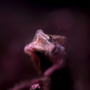 Grunt Sculpin (Rhamphocottus richardsonii)
