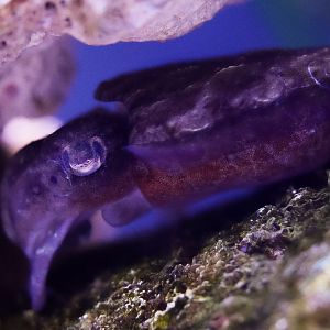 Dwarf Cuttlefish (Sepia bandensis)
