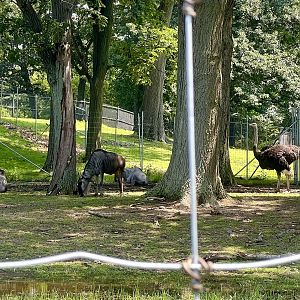 Wildebeest and Ostrich