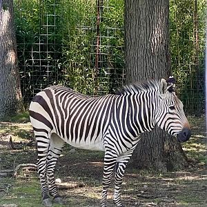 Mountain Zebra